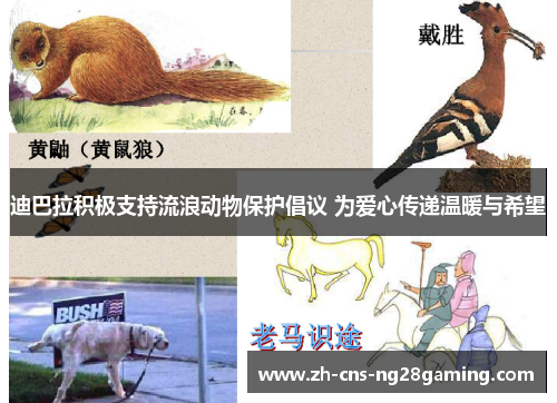 迪巴拉积极支持流浪动物保护倡议 为爱心传递温暖与希望